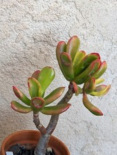 ? CRASSULA OVATA "RED HORN TREE" = POT ø12cm TRES RARE ! SUCCULENTE CACTUS ?