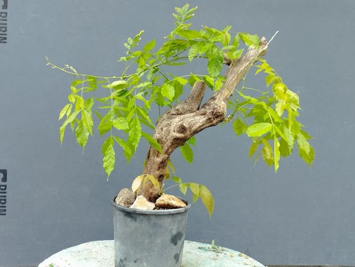 Bonsaï glycine cm - 47, 10