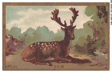 CAR-ADOP7-0526-CHROMOS - daim - espece de cerf a bois plats