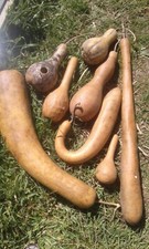 Lagenaria siceraria -