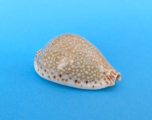 Cypraea lamarckii gem - cypraea,