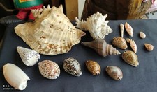 Lot 17 coquillages vintage/coquillages collection/déco aquarium/vintage shell
