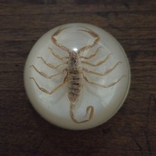 Real Scorpion Paperweight