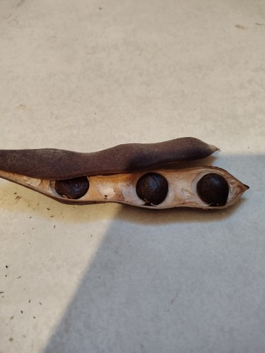 Lot graines glycine - 3,