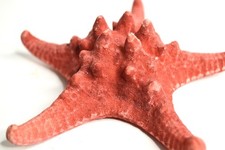 Ancienne etoile de mer