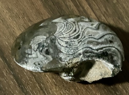 Goniatite fossile dévonien - goniatite,