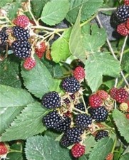 ♫ MURIER 'Mûre sans Epine'