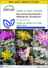SAFLAX - Kit de culture - Des pierres fleurissantes / Mélange de Conophytum - 40