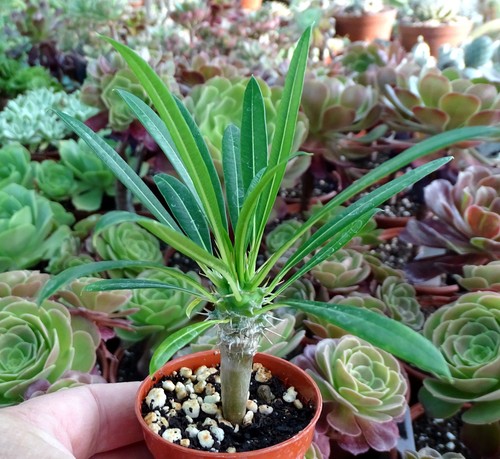 Pachypodium lamerei adenium - lamerei,