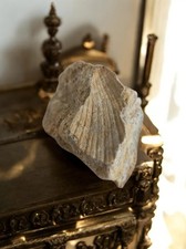  Fossile de coquillage -