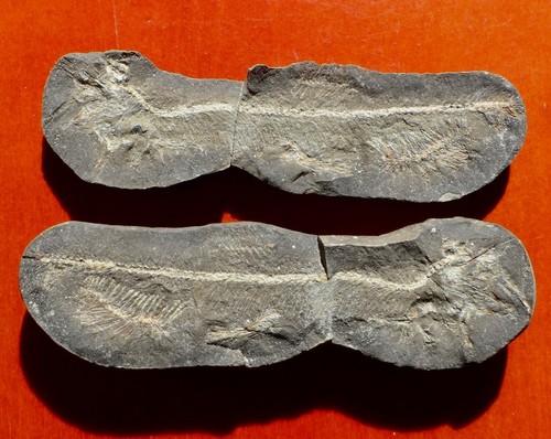 Poisson fossile pléistocène - poisson,