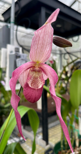 Phragmipedium albo purpureum - phragmipedium, albo-purpureum