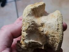 Vertèbre de crocodile 3