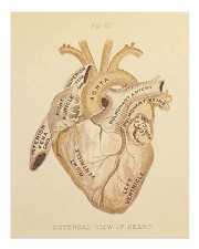 Affiche cœur anatomique