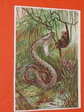 CHROMO 1890-1895 BUSCS A L'ANCRE PARIS SERPENT BOA CONSTRICTOR