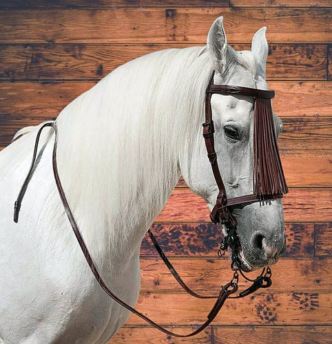 Bridle vaquera cuir avec - vaquera,
