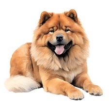 3 x autocollants Chow Chow