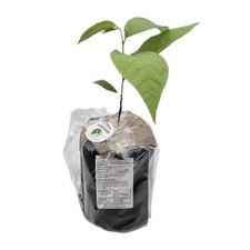 Asiminier (Pawpaw) 1 An en Pot