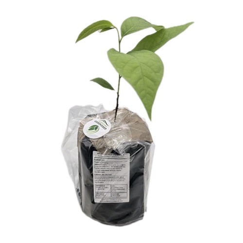 Asiminier en pot - asiminier,