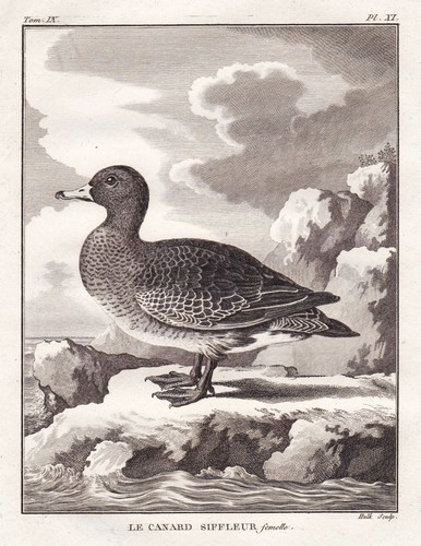 Poule eurasie wigeon canard - d'eurasie,