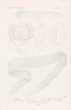 Ocyroe Fusca Méduses Gravure