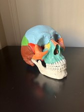 Modèle de crâne humain