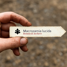 Macrozamia lucida seeds - macrozamia, |