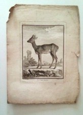 Gravure ancienne 18°  DE SEVE