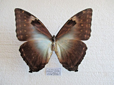 Entomologie Morphinae Morpho
