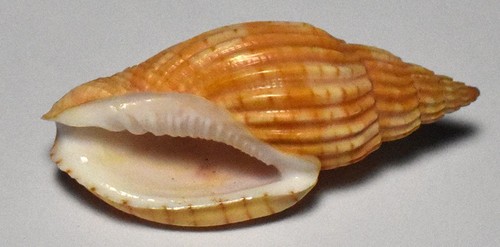 Sea shell volutidae lyria - shell,