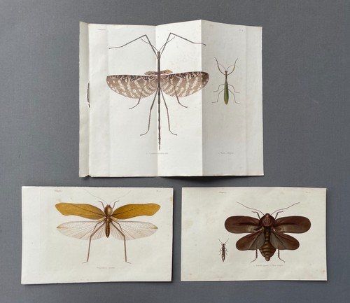 Histoire naturelle - histoire,