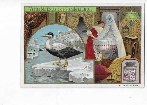 Chromo liebig oiseaux eider - oiseaux,