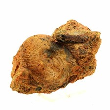 Fossile pseudogrammoceras - fossile,