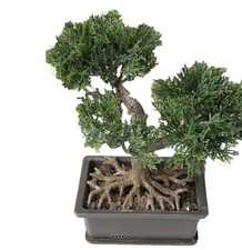 Mini bonsai artificiel pot - mini,