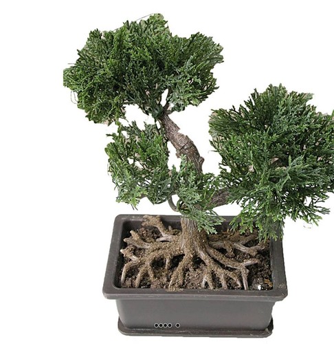 Mini bonsai artificiel - en, pot