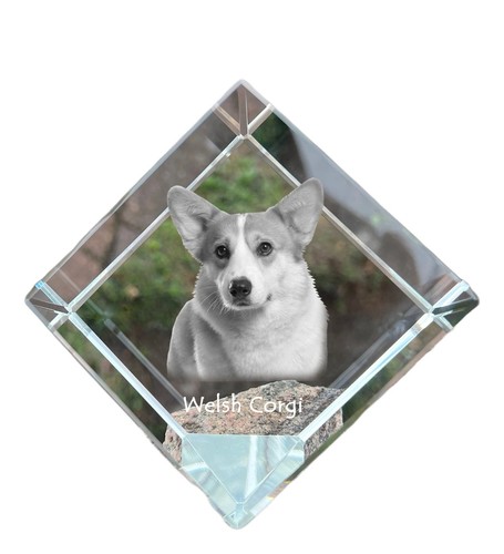 Pembroke welsh corgi - welsh,