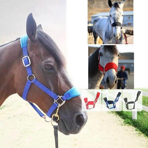 Cheval licol bride rêne - cheval,