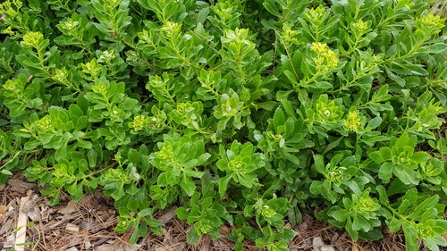Sedum takesimense orpin de - sedum,