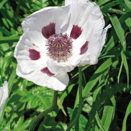 Lot 100 graines pavot - lot, de