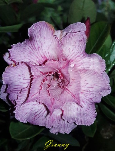 Neuf adenium obesum desert - neuf,