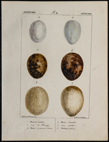 1830 oeufs oiseaux rapaces - -, d'oiseaux
