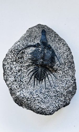 Psychopyge elegans dévonien - psychopyge, elegans,
