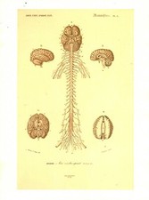 Cabinet de curiosité planche