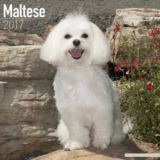 Calendrier 2017 - BICHON MALTAIS