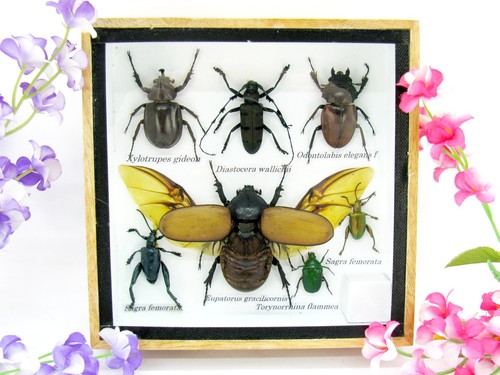 Insectes exotiques réel - insectes,