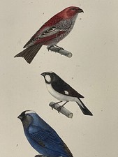 Gravure XIXème oiseaux Dur