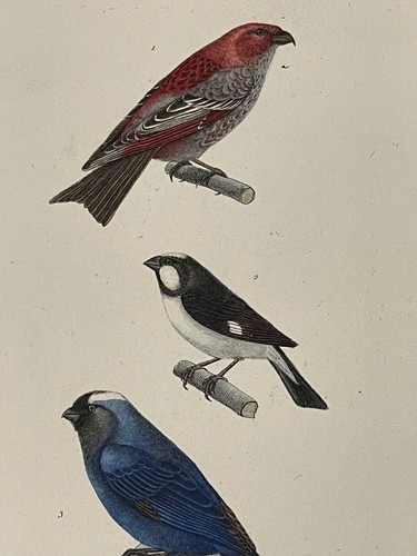 Gravure xixème oiseaux dur - xixème,
