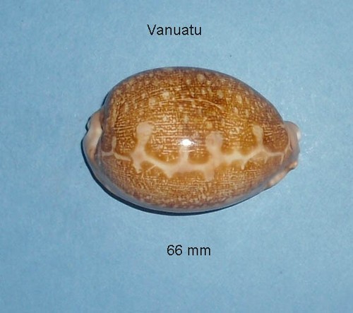 Cypraea mappa viridis - ,