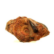 Pierres et Minéraux. Fossile