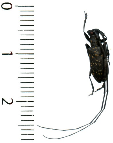 Cerambycidae monochamus - cerambycidae,